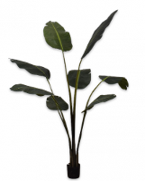 Strelitzia Groen   152cm