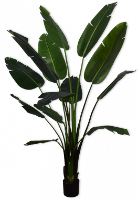 Strelitzia Groen   182cm