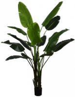 Strelitzia Groen   243cm