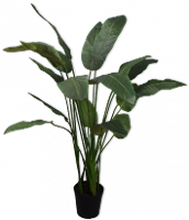 Strelitzia Groen    169cm