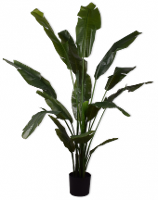 Strelitzia Groen    180cm