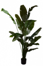 Strelitzia Groen    200cm