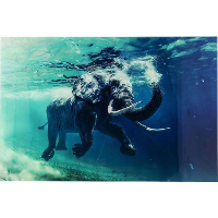 Schilderij Glas Swimming Elephant   180x120cm