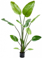 Strelitzia Groen   150cm
