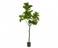 Ficusgroen   210cm