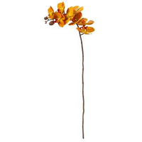Orchidee Nancy   Oranje